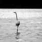 Beautiful Heron walking upon the beach-Framed Fine Art canvas Print by Kristen Olivares