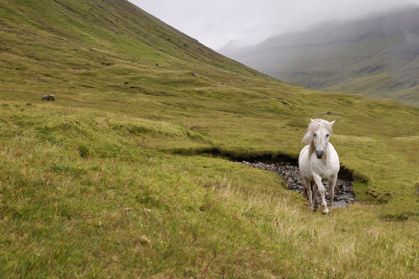 A majestic wild, white horse running free through the foggy cliffs of the Faroe Islands. Framed canvas wall art by Kristen Olivares