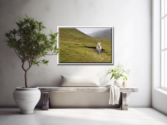 A majestic wild, white horse running free through the foggy cliffs of the Faroe Islands. Framed canvas wall art by Kristen Olivares