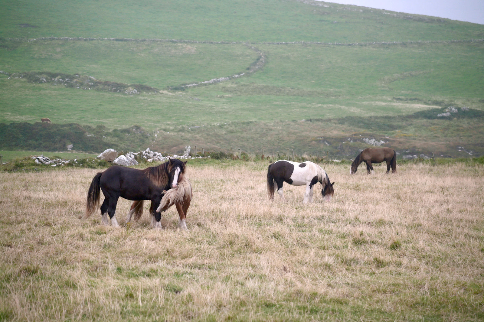 A field of wild, playful and grazing horses interacting in the fields of Ireland. Framed canvas wall art by Kristen Olivares