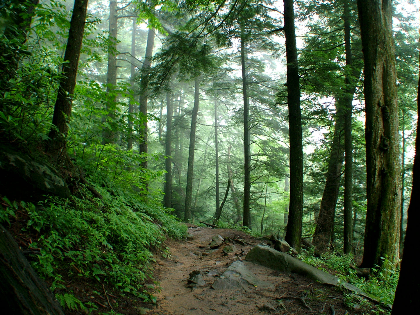 The beautiful forest of the Tennessee Smokey Mountains.  Fine Art Photography. Kristen Olivares