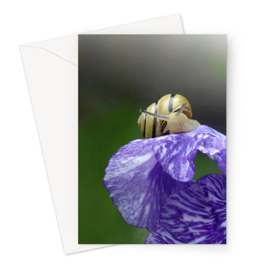 Yellow snail on a purple Iris. Blank Greeting card.  Fine Art Photography. Kristen Olivares